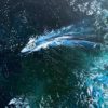 Detail_3 Dance of Waves — detail, turquoise body of water ans speedboat